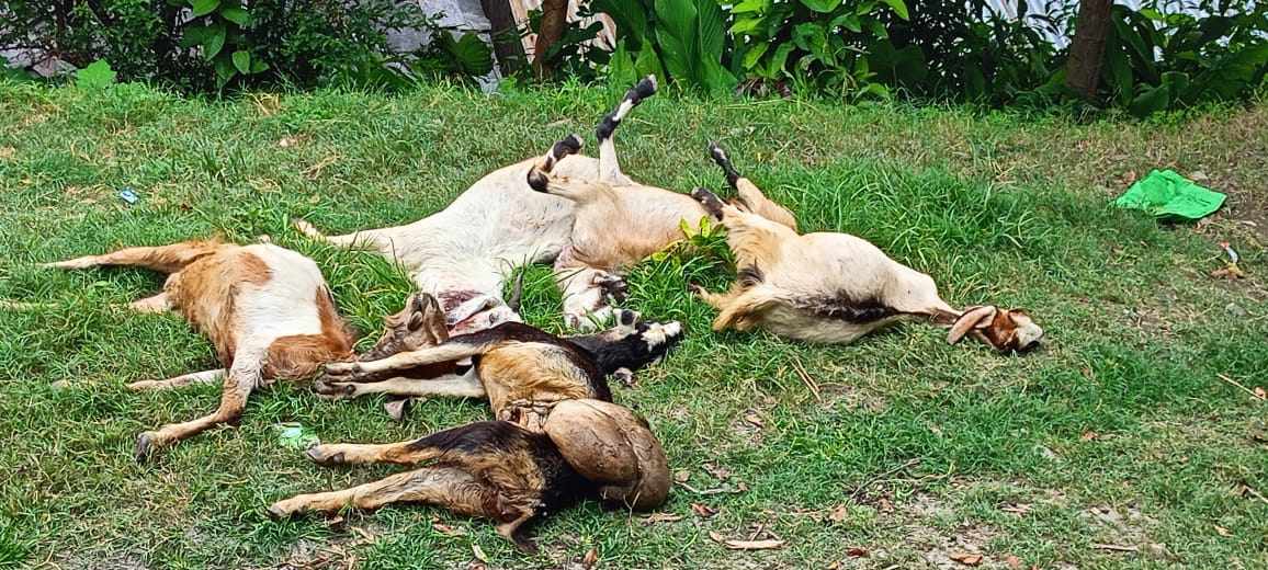 जयपृथ्वी नगरपालिका – ७ मा सुवेडामा एकैदिन बाघले ८ बाख्रा मार्‍यो, स्थानीय त्रसित