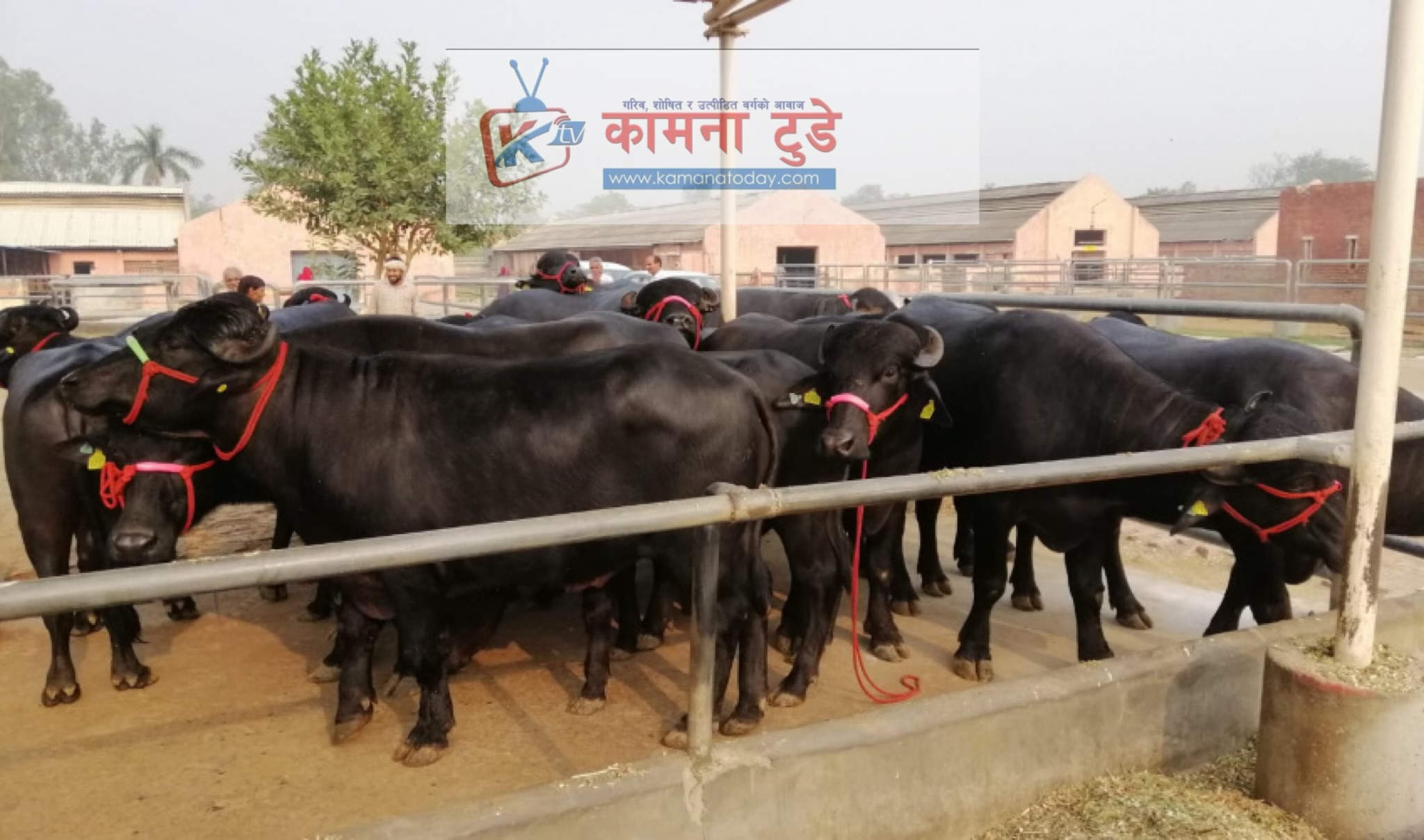 भारतबाट ल्याइयो १५ वटा मुर्रा राँगा नेपालगन्ज पुगे ।