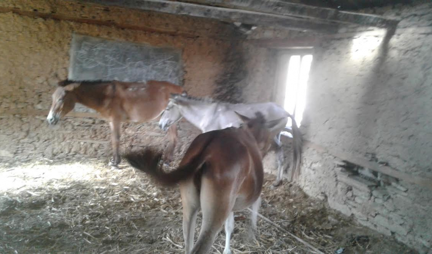 कञ्चनपुरबाट ९ वटा खच्चरसहित कालिकोटका युवक पक्राउ 