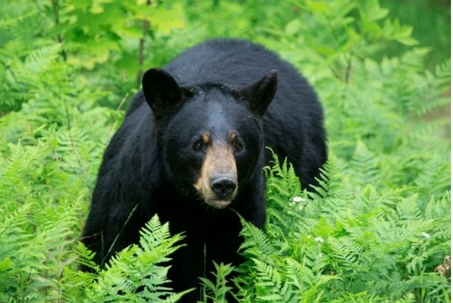 भालुको आक्रमणबाट डोटीमा एकजना घाइते