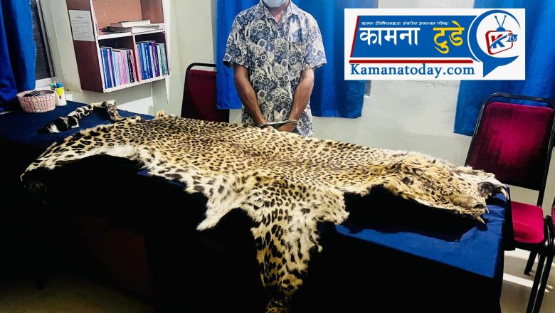 बझाङमा चितुवाको छाला सहित एक जना पक्राउ