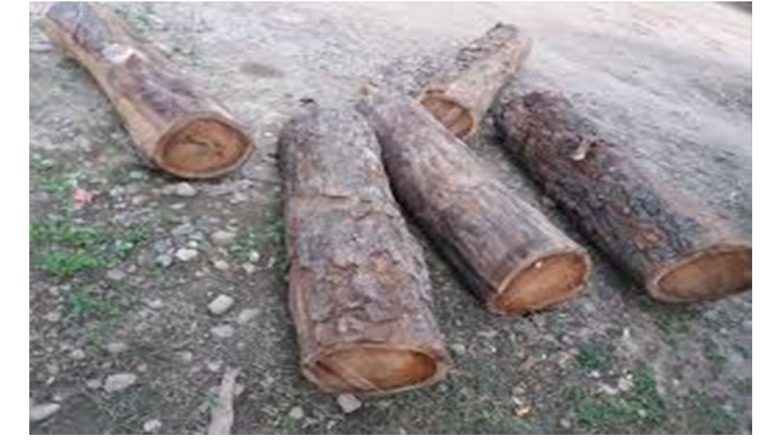 कैलालीमा अबैध काठ बरामद