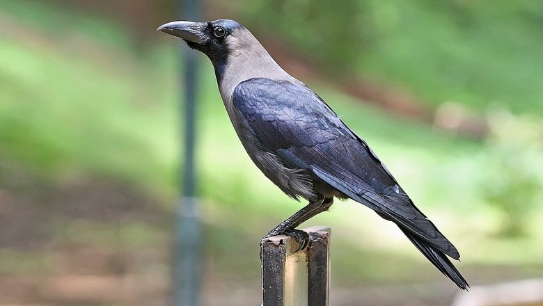 आज काग तिहार मनाईदै