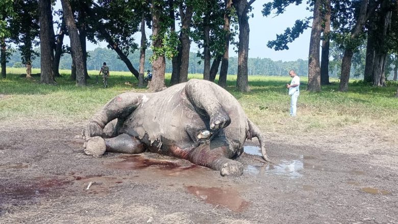 कञ्चनपुरको शुक्लाफाँटामा गर्भवती हात्ती मृत फेला