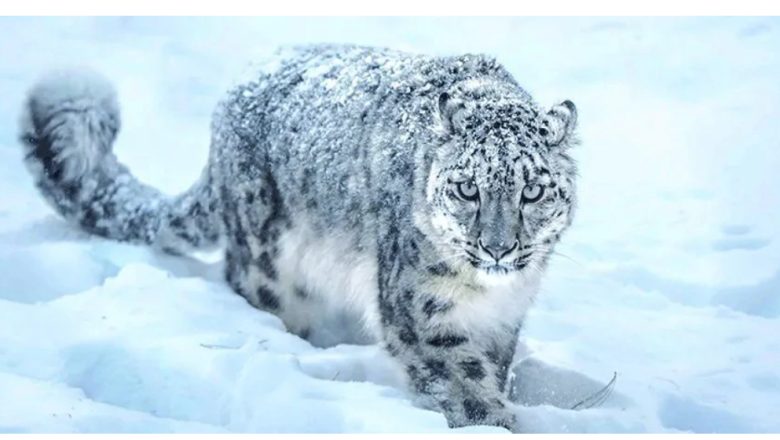 हिउँ चितुवा दिवस : जलवायु परिवर्तनले हिउँ चितुवाको बासस्थानमा चुनौती