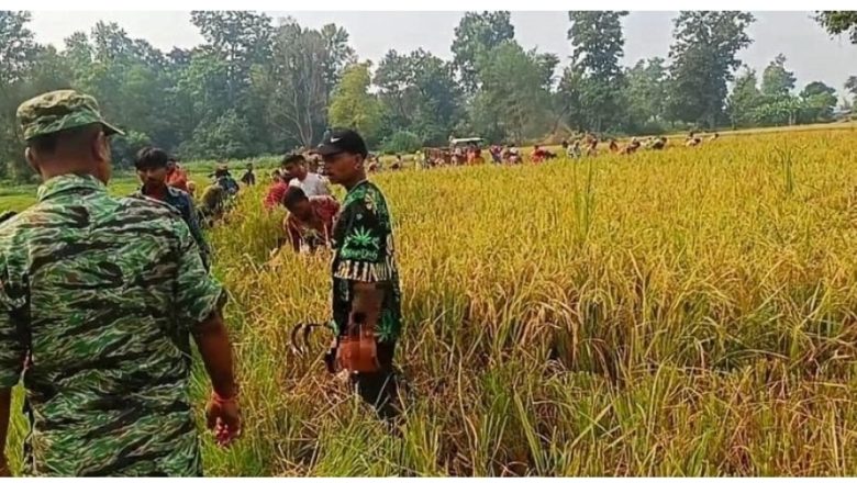 कैलालीको घोडाघोडिमा सामुदायिक वन अतिक्रमण गरि लगाईएको धान काटियो