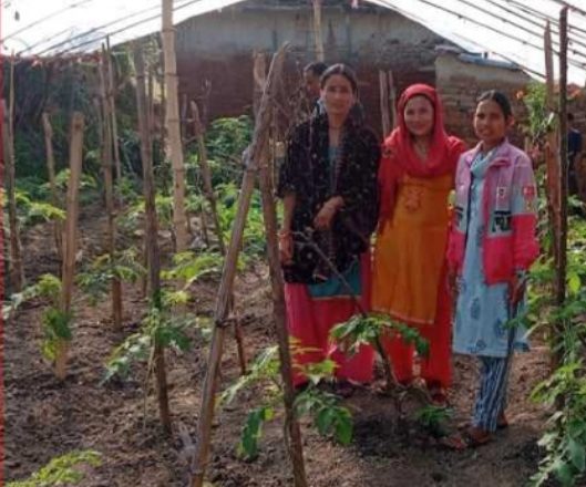 व्यावसायिक तरकारी खेतीतर्फ आकर्षित हुँदै अछामको चौरपाटीका किसान