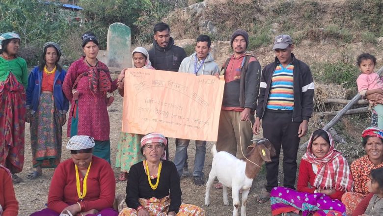 बझाङ केदारस्युमा बोयर जातका बोका वितरण