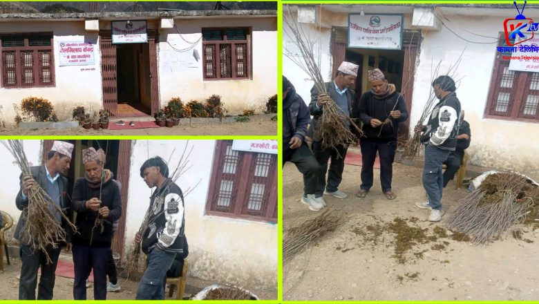 स्याउका बोट अनुदानमा वितरण,, स्थानीयलाई कृषिमा आत्मनिर्भर बनाउने वडाको लक्ष्य