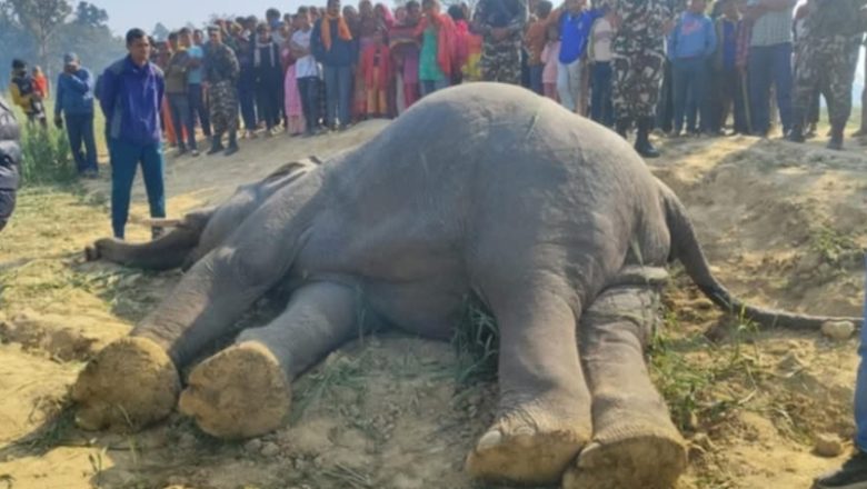 कञ्चनपुरमा जंगली हात्ती मरेको घटनामा पर्सियाका राना  पक्राउ