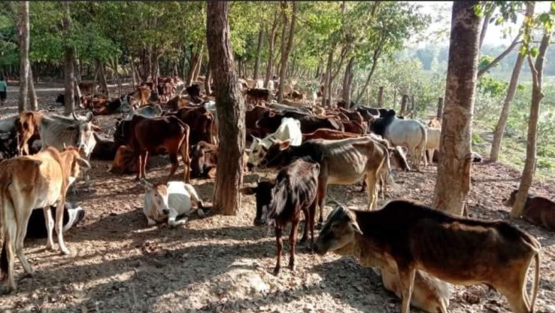 गौशालामा आहाराको अभाव