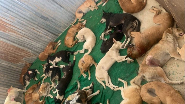 धनगढीमा सामुदायिक कुकुरको बन्ध्याकरण अभियान सुरु