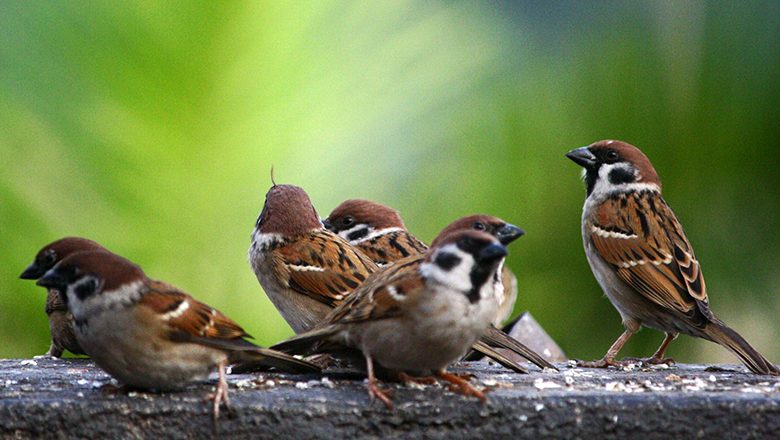 बर्सेनी घट्दो भँगेराको सङख्या