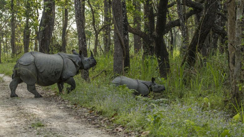 अमेरिकाले सहयोग रोक्यो ,,नेपालमा गैंडा गणना कार्य प्रभावित