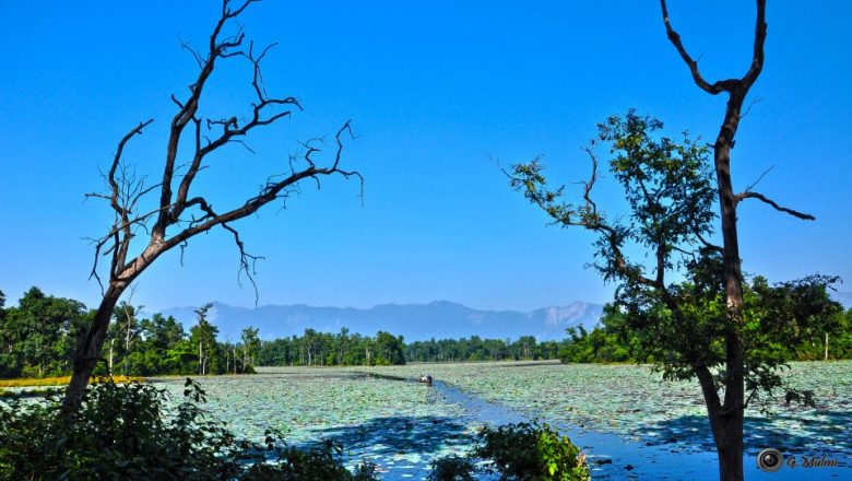 घोडाघोडी चरा अभयारण्य क्षेत्रमा ३ सय ८२ प्रजातिका चरा