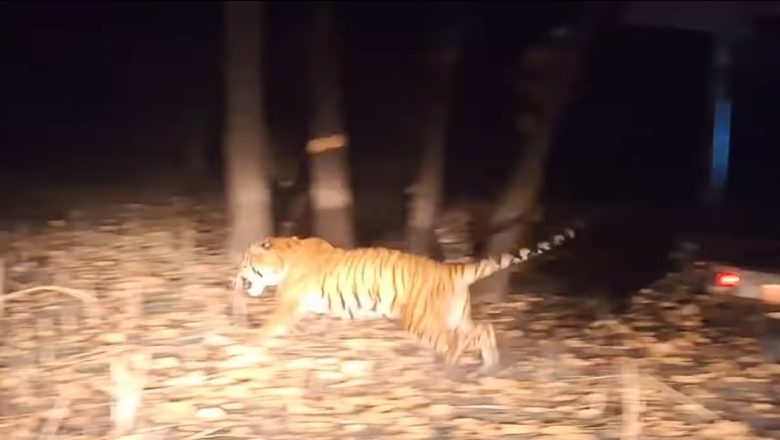 कञ्चनपुरको टेंढुवा गाउँबाट नियन्त्रणमा लिइएको पाटेबाघलाई निकुञ्जमा छाडियो