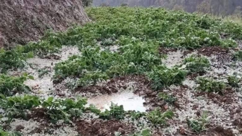 सुदूरपश्चिममा असिनाले गहुँ र तरकारी सखाप