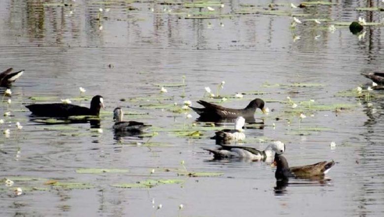 घोडाघोडीमा हरिहाँसको संख्या घट्यो