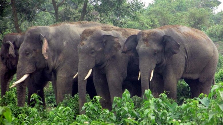 कञ्चनपुरमा जंगली हात्तीको आतंक, स्थानीय त्रसित
