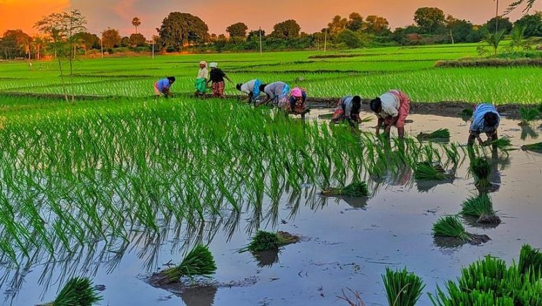 देशभर ९४ प्रतिशत धान रोपाइँ सम्पन्न, गत वर्षभन्दा कम