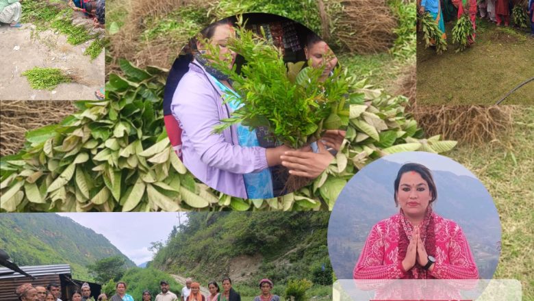 वित्थडचिर गाउँपालिकाकी उपाध्यक्षको नेतृत्वमा कृषकमुखी विकासीय काम : सयौं कृषकलाई वर्षेनी फलफूलका बिरुवा वितरण