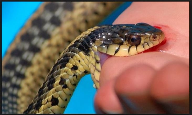 बझाङमा सर्पको टोकाइबाट एक जना घाइते, जिल्लामा आइसियु नहुँदा डडेल्धुरा रेफर