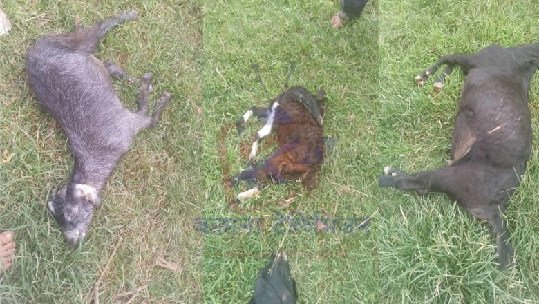 केदारस्यूँ १ चौडाममा बाघको आतंक,  शुक्रबार चराउन लगिएका ३ बाख्रा मारिए, स्थानीय त्रसित