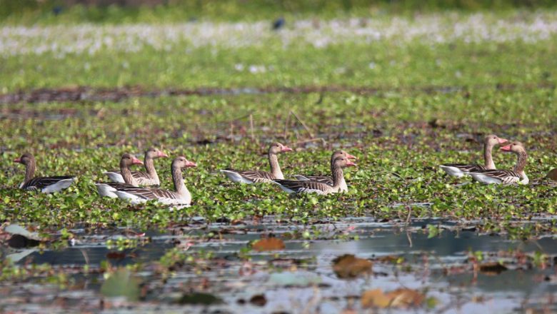 आजदेखि जलपन्छीको गणना सुरु