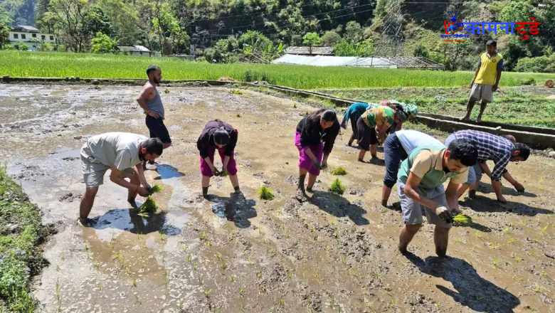 बझाङको केदारस्यूँमा चैते धान रोपियो, उत्पादन बढ्ने अपेक्षा