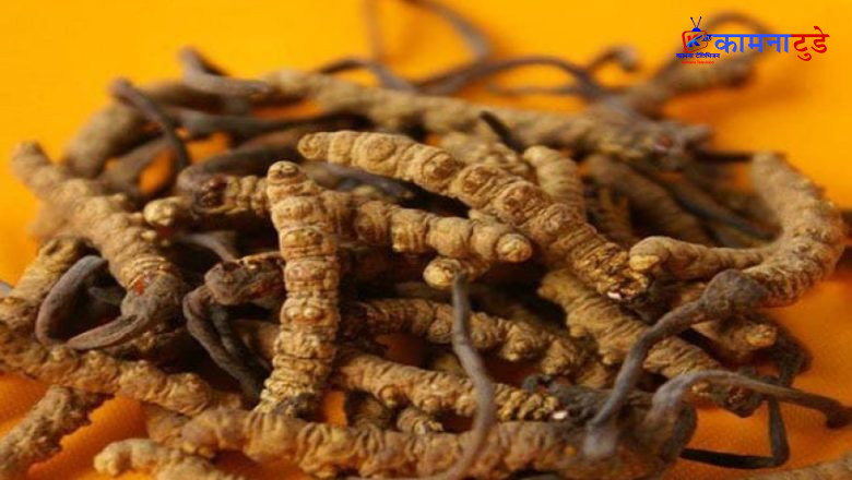 बझाङ यार्चागुम्बा मुद्दा सम्बन्धी समाचार सच्याइयो