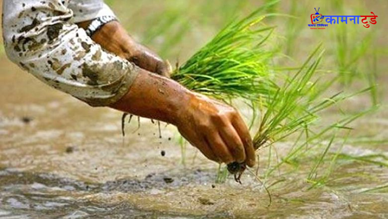 देशभर ३२ प्रतिशत क्षेत्रमा धान रोपाइँ सम्पन्न, मधेशमा सबैभन्दा कम