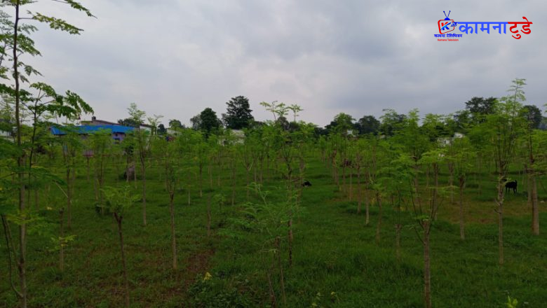 शीतलचिनीको व्यावसायिक उत्पादनमा जोडिएका भट्ट
